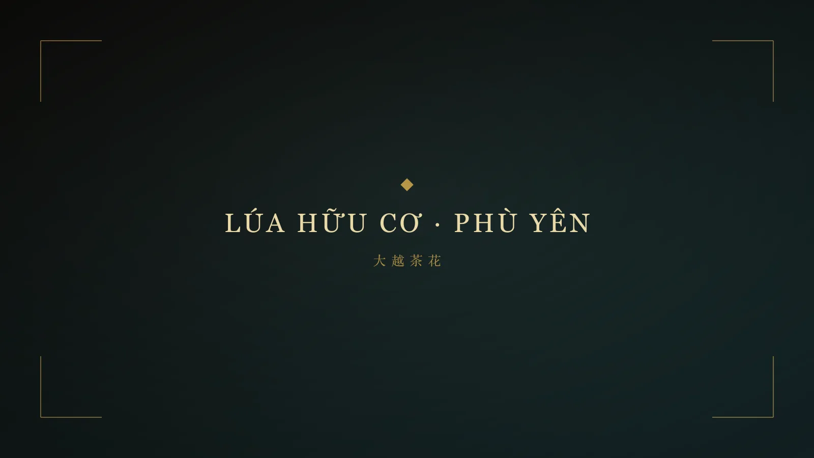 Ruộng lúa hữu cơ Mường Tấc cấy thưa hàng biên theo phương pháp SRI